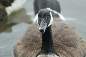 Up close Canadian Goose photo