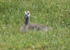 Gosling watching you photo