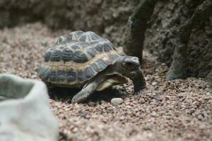 A tiny tortoise photo