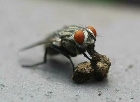 un mosca disfrutando un bocadillo foto
