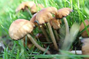 Cute little mushrooms photo