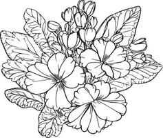 Primrose coloring book hand drawn botanical spring elements bouquet of primrose flower line art, coloring page, vector sketch, artistic simplicity doodle art, Easy yellow primula flower drawing,