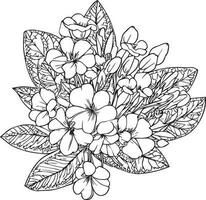 Primula flower vector, elements summer collection, hand-painted primrose coloring pages, vector sketch, pencil art primula flower, vintage floral design wildflowers with coloring book for adults,