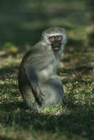 Vervet monkey,Kruger National Park,South Africa photo