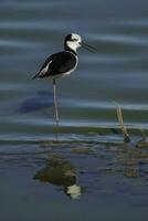 Southern Stilt, Himantopus melanurus in flight, La Pampa Province, Patagonia, Argentina photo