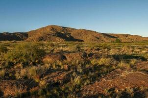 Creosote bush, Lihue Calel National Park, La Pampa, Argentina photo