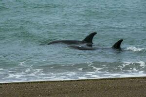 orcas caza mar leones, Patagonia , argentina foto