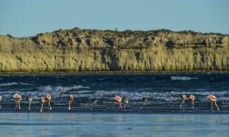 Flamingos flock, Patagonia, Argentina photo