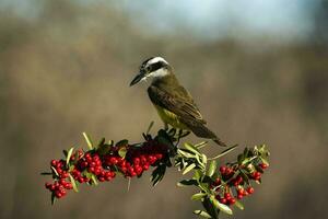 Great Kiskadee,  Pitangus sulphuratus, Calden forest, La Pampa, Argentina photo