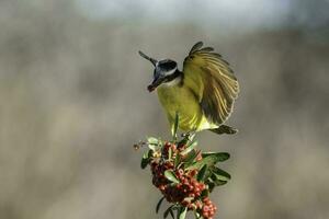 Great Kiskadee,  Pitangus sulphuratus, Calden forest, La Pampa, Argentina photo