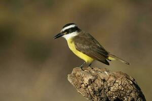 Great Kiskadee,  Pitangus sulphuratus, Calden forest, La Pampa, Argentina photo