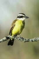 Great Kiskadee,  Pitangus sulphuratus, Calden forest, La Pampa, Argentina photo