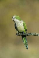 Parakeet perched on a branch of Calden , La Pampa, Patagonia, Argentina photo