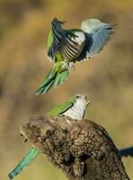 Parakeet perched on a branch of Calden , La Pampa, Patagonia, Argentina photo