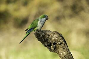 Parakeet perched on a branch of Calden , La Pampa, Patagonia, Argentina photo