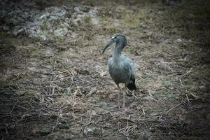 Plumbeous ibis, Mato Grosoo,Pantanal,Brazil photo