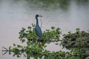 Little Blue Heron,egretta caerulea,Pantanal, Brazil photo