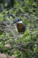 Ringed Kingfisher perched, banks of the Cuiaba river, Mato Grosso, Pantanal, Brazil photo