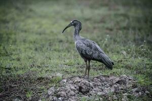 Plumbeous ibis,Theristicus caerulescens, Pantanal, Mato Grosso, Brazil. photo