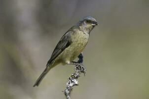 Blue and yellow tanager, Female, La Pampa Province, Patagonia, Argentina. photo