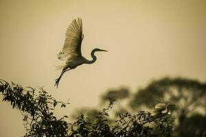 egretta alba, genial garceta, pantanal, mato asqueroso, Brasil. foto