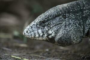 Argentine Black and white Tegu Lizard,Pantanal,Brazil photo