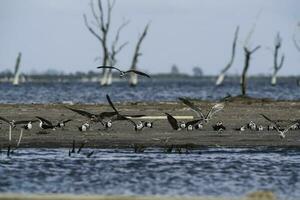 Black skimmer, Ansenuza National Park, Cordoba Province, Argentina. photo