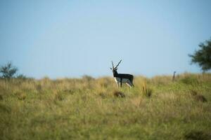 Blackbuck Antelope in Pampas plain environment, La Pampa province, Argentina photo