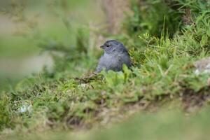 Plumbeous Sierra Finch, Quebrada del Condorito  National Park,Cordoba province, Argentina photo