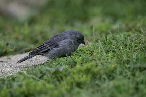 Plumbeous Sierra Finch, Quebrada del Condorito  National Park,Cordoba province, Argentina photo