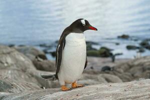 gentoo pingüino, pigoscelis Papuasia, Antártida. foto