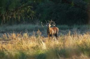 Red deer, Male roaring in La Pampa, Argentina, Parque Luro, Nature Reserve photo