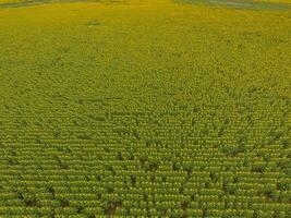 girasol cultivo, aéreo vista, en pampa región, argentina foto