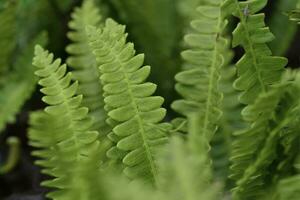 Ferns in Quebrada del Condorito  National Park,Cordoba province, Argentina photo