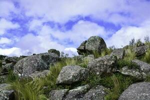 helechos en sierra ambiente, quebrada del condorito nacional parque, córdoba provincia, argentina foto