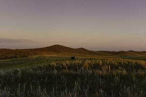 Pampas grass landscape, La Pampa province, Patagonia, Argentina. photo