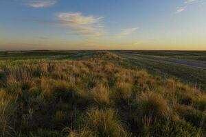 Pampas grass landscape, La Pampa province, Patagonia, Argentina. photo