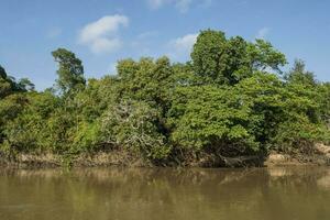 Amazon jungle  to river banks,Brazil photo