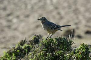 White banded mokingbird in Calden Forest environment, Patagonia forest, Argentina. photo