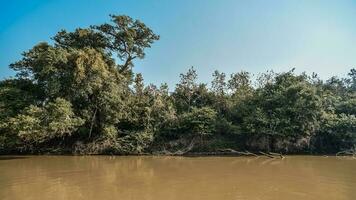 Jungle landscape on the cuaiaba riverbank, Pantanal,Brazil photo