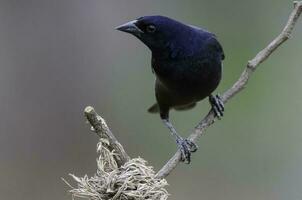 Shiny cowbird in Calden forest environment, La Pampa Province, Patagonia, Argentina. photo