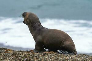 sur americano mar león (otario flavescens) femenino, península valdés ,chubut,patagonia, argentina foto