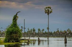 Palms landscape in La Estrella Marsh, Formosa province, Argentina. photo