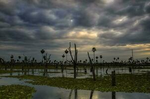palmas paisaje en la estrella pantano, Formosa provincia, argentina. foto