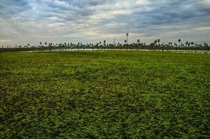 Sunset Palms landscape in La Estrella Marsh, Formosa province, Argentina. photo