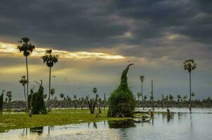 Palms landscape in La Estrella Marsh, Formosa province, Argentina. photo