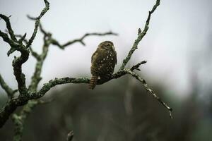 Ferruginous Pygmy owl, Glaucidium brasilianum, Calden forest, La Pampa Province, Patagonia, Argentina. photo