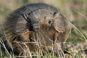 Hairy Armadillo, in grassland environment, Peninsula Valdes, Patagonia, Argentina photo