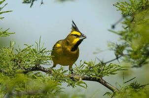 Yellow Cardinal, Gubernatrix cristata, Endangered species in La Pampa, Argentina photo