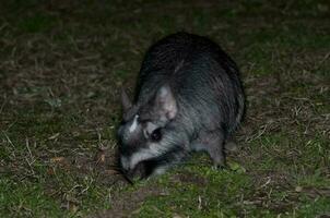 vizcacha , lagostomo máximo, el de la palma nacional parque , entre ríos provincia, argentina foto